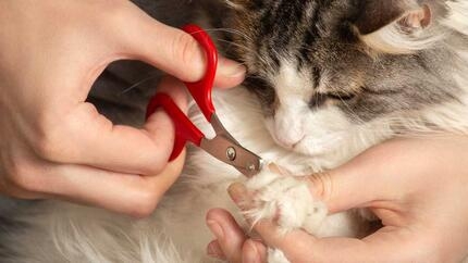 Cat getting claws clipped