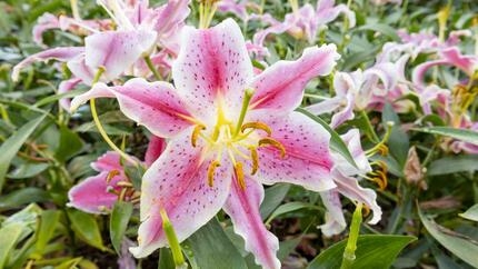 Pink Lily