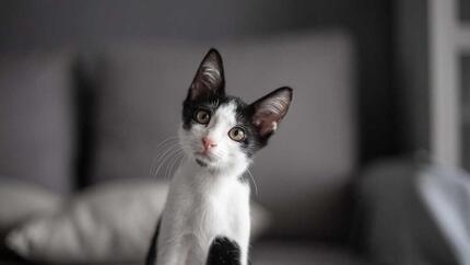 Black and white kitten