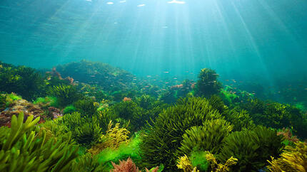 Ocean floor with sea plants