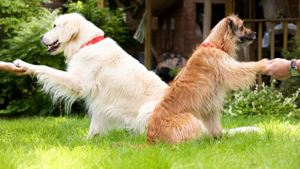 dogs holding hands with their owners