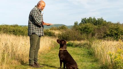 Man in a field training dog