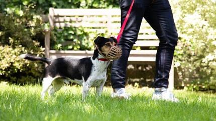 What is Reactive Dog Behaviour? Signs, Causes, and How to Help