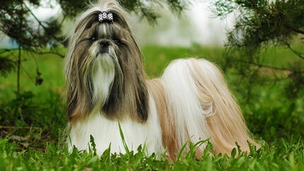 A Guide to the Most Popular Small Dog Breeds That Don't Shed  