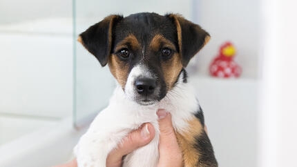 Getting Your Dog Used to Being Handled