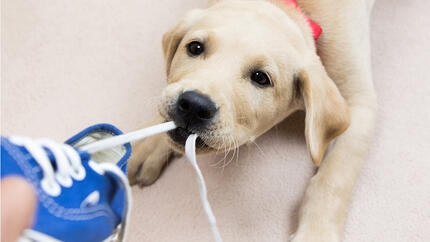 How To Teach Your Dog Not to Play Bite?