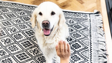 Golden Retriever giving a paw to a person