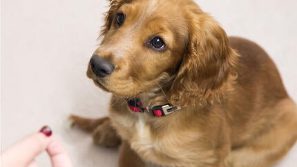 How to Teach a Dog to Sit in Just 6 Steps