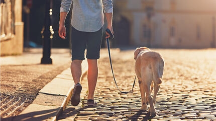 Labrador walking on a loose lead with a man on a cobbled street