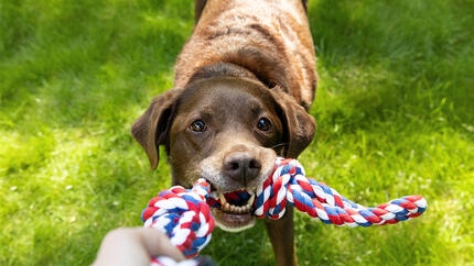 Labrador pulling at a rope toy in a persons hand