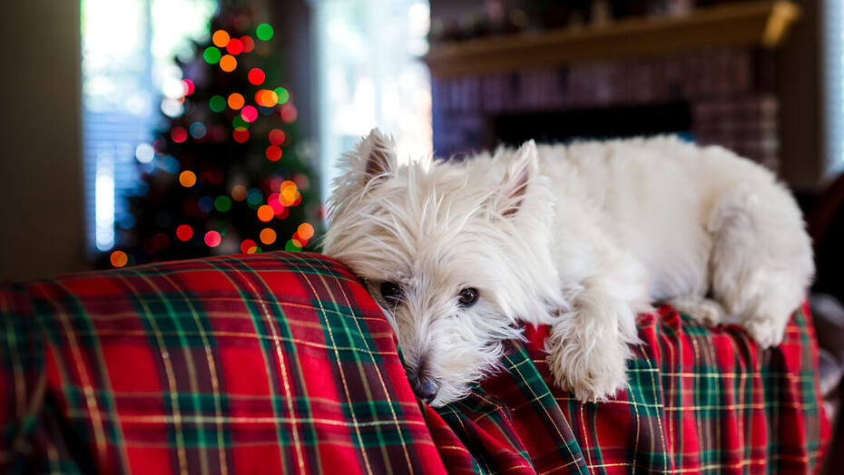 dog lying on a festive blanket with a christmas tree in the background