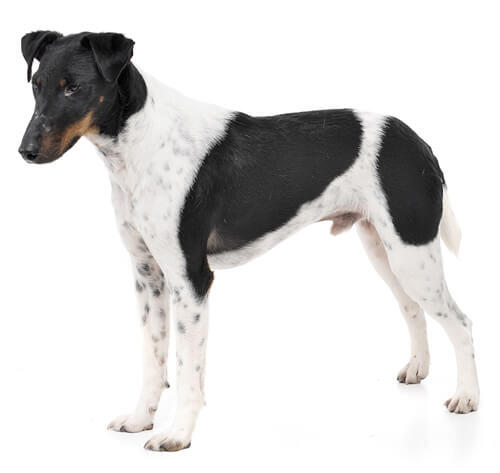 smooth haired terrier breeds
