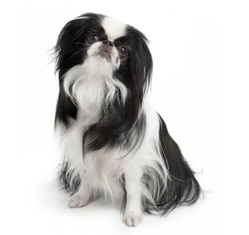 Japanese Chin