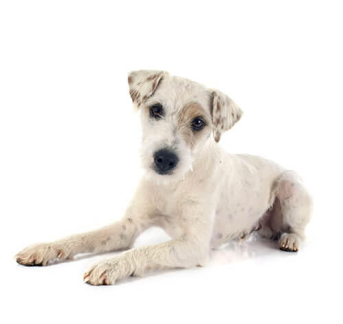 Parson Russell Terrier