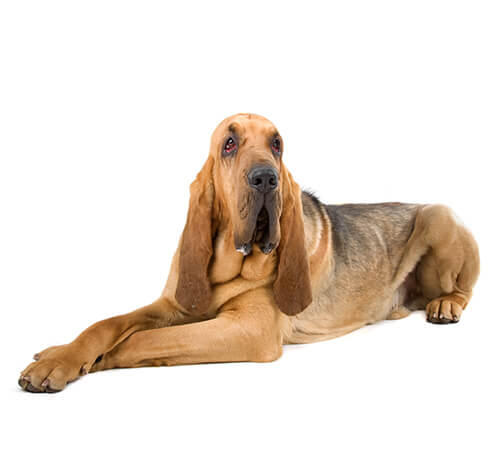 Bloodhound