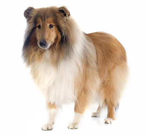 Collie (Rough)