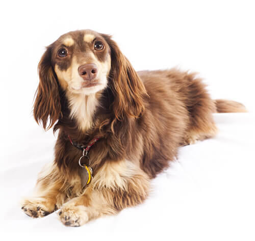 Dachshund (Miniature Long-Haired)