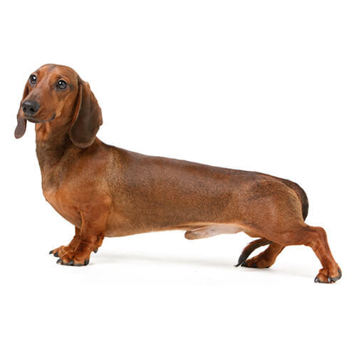 Dachshund (Smooth-Haired)