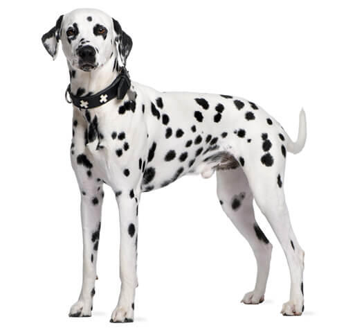 Dalmatian