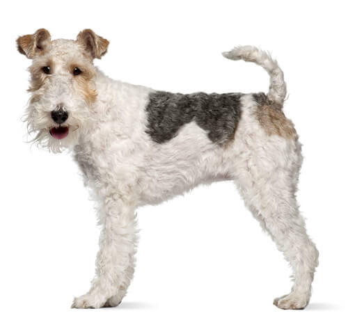 Fox Terrier Wire Coat