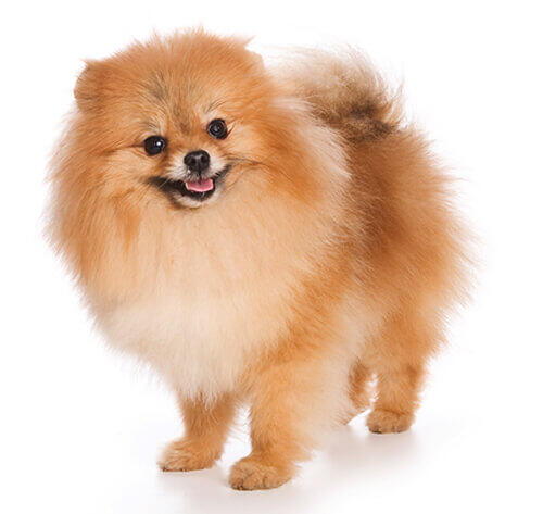 German Spitz Klein