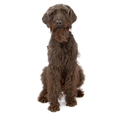 Giant Schnauzer