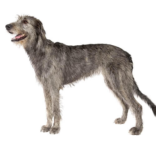 Irish Wolfhound