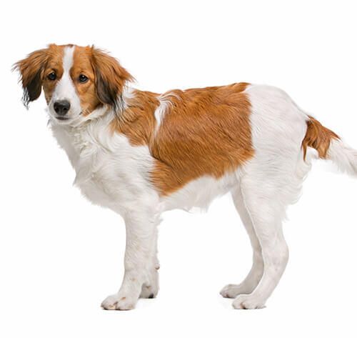 Kooikerhondje