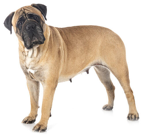 Mastiff