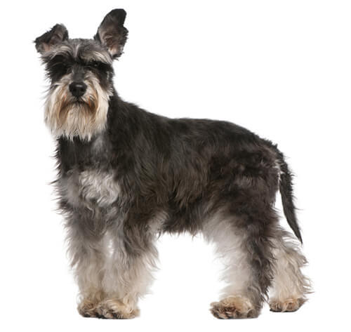 Miniature Schnauzer