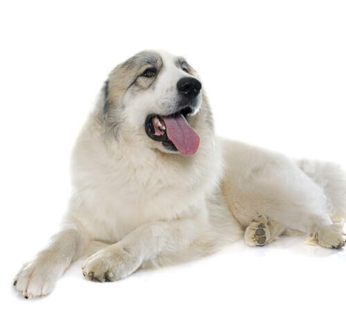 Pyrenean Mountain Dog