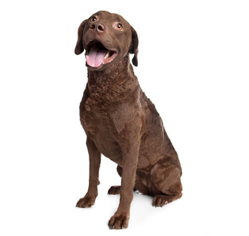 Retriever (Chesapeake Bay)