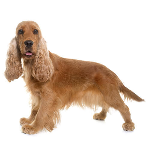 Spaniel (Cocker)