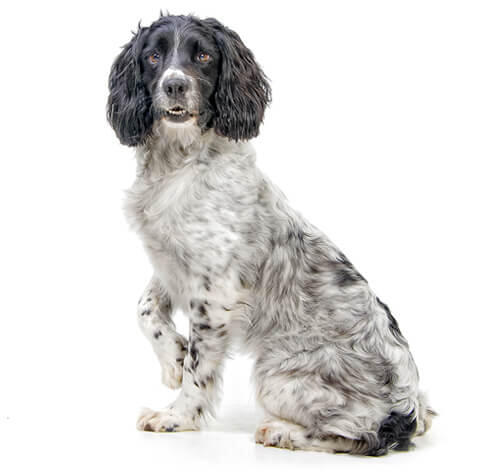 Spaniel (English Springer)