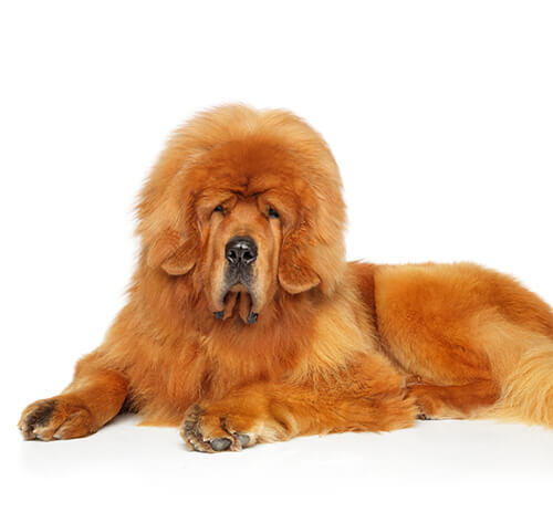 Tibetan Mastiff