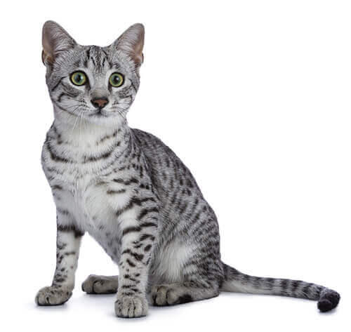 Egyptian Mau