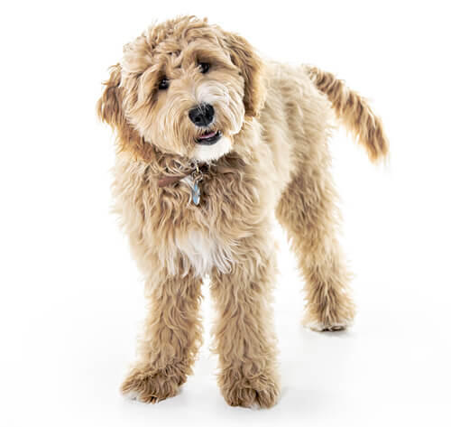 Goldendoodle