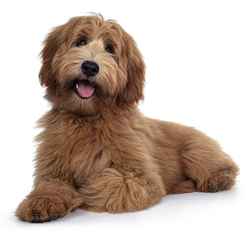 Labradoodle