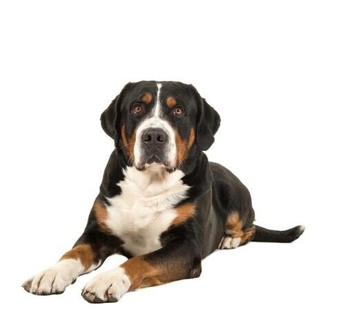 Great Swiss Mountain Dog   