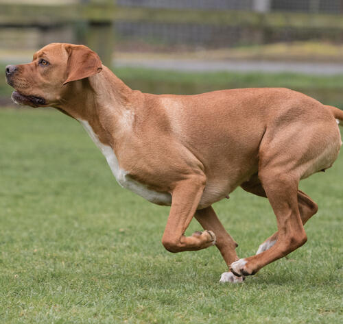 Portuguese Pointer 