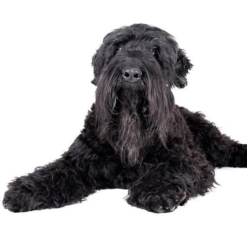 Russian Black Terrier