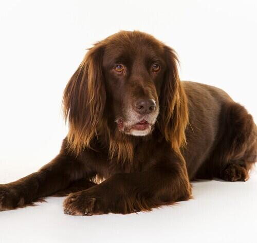 German Longhaired Pointer