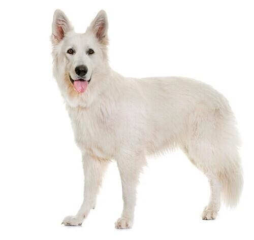 White Swiss Shepherd