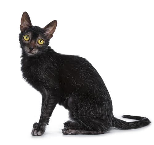 Lykoi