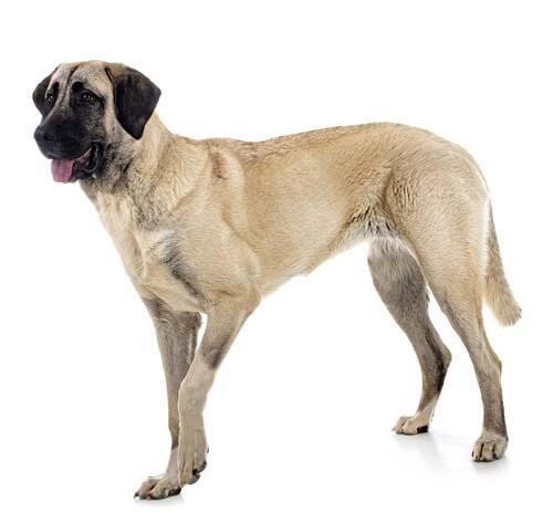 Turkish Kangal