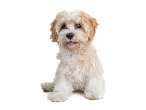 Cavapoo