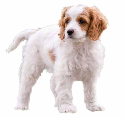 Cavachon