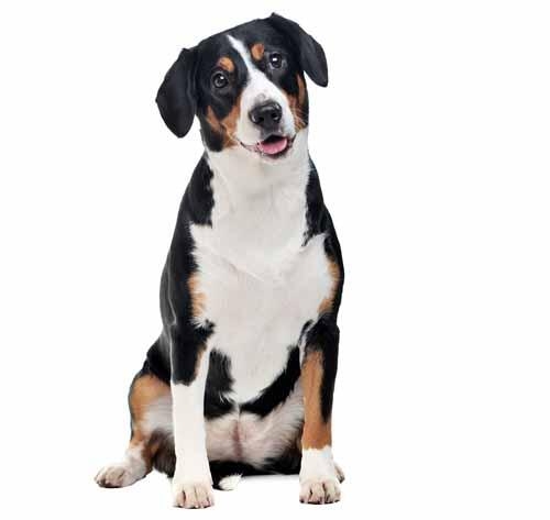 Entlebucher Mountain Dog