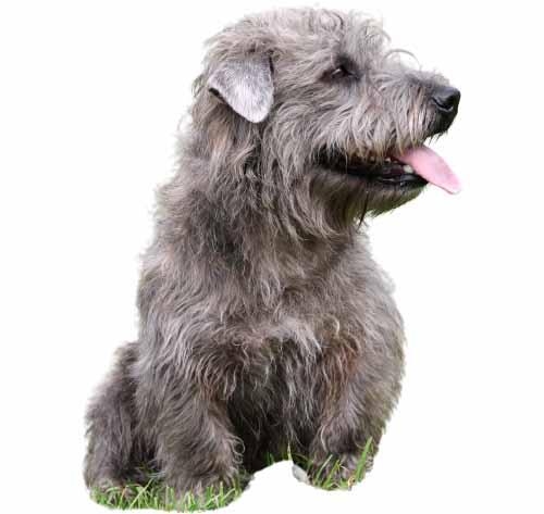 Glen of Imaal Terrier