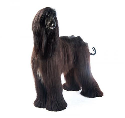 Afghan Hound